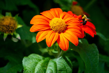 40 Orange Mexican Sunflower Seeds, Orange Torch, Tithonia Rotundifolia TI0140