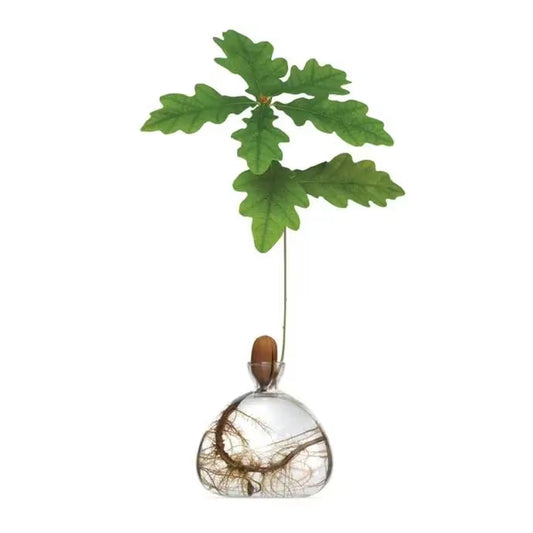 Acorn Vase Seed Holder Jar, Grow Your Own Oak Tree Seed in a Glass Vessel, Germination Starter