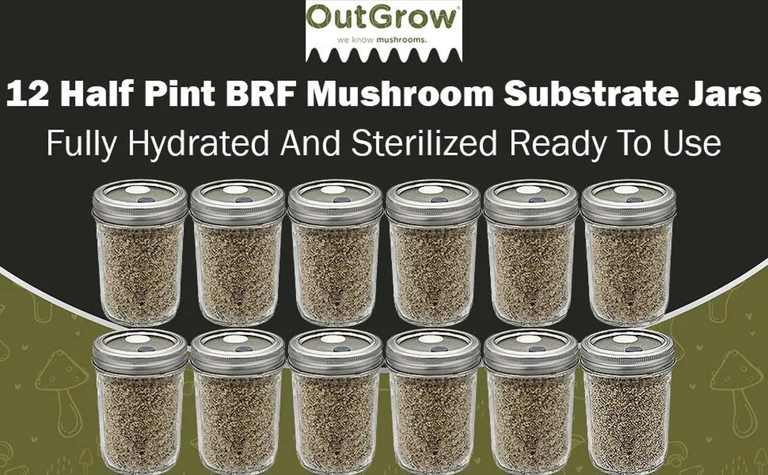 BRF Jars Brown Rice Flour Mushroom Substrate (12 Pack)