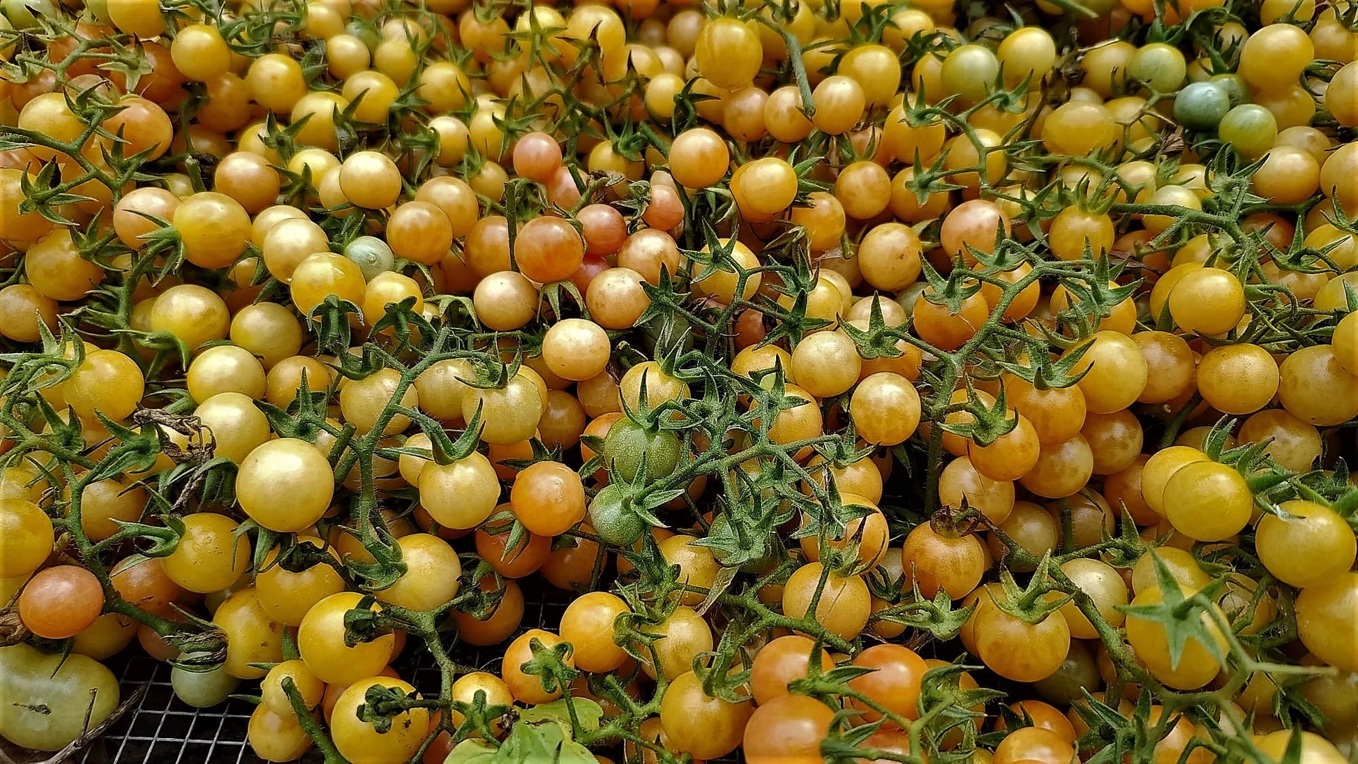 20 Yellow Florida Everglades Tomato Seeds, Drought Tolerant, Disease Resistant Currant Tomato Solanum pimpinellifolium Seeds, Seed The Stars