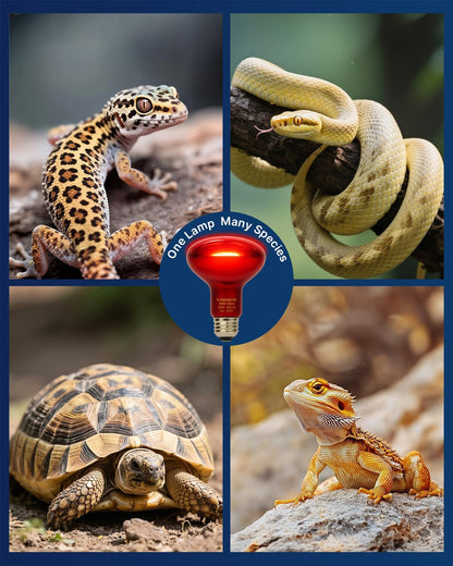 2 Pack Reptile Red Heat Lamp Bulbs,100W Infrared Basking Spot Light for Turtles, Leopard Gecko, Ball Python, Bearded Dragon, Snake and Chicken