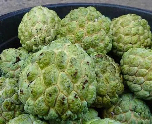 Sugar Apple in half Gallon , Srikaya, Annona Squamosa, Sweetsop Tree