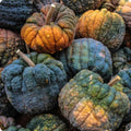 Black And White Pumpkin, Open Pollinated Seed Mix: Mountain River Seed Exclusive - Unique Pumpkins for Halloween Decor and Fall Displays!