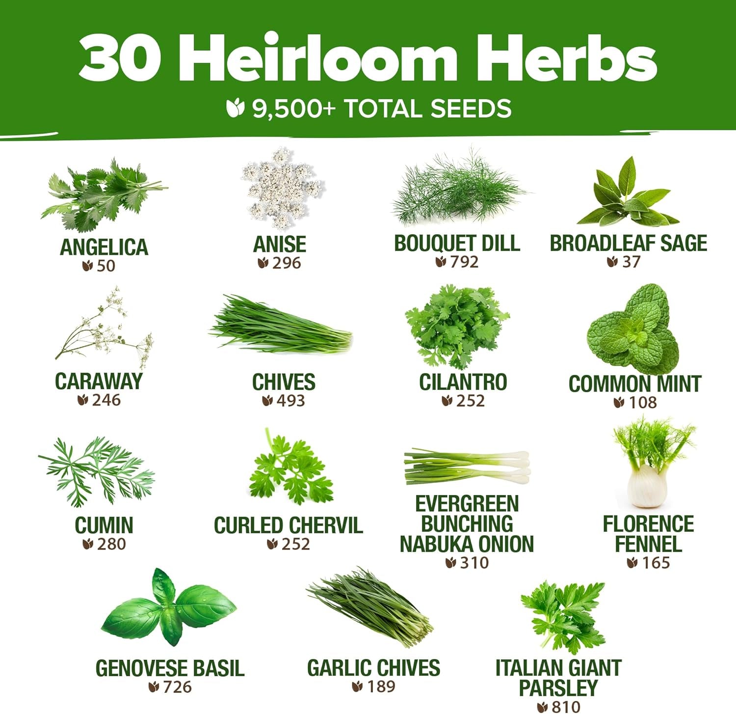 30 Herb Seeds Pack | 9,500 𝗡𝗢𝗡-𝗚𝗠𝗢 𝗨𝗦𝗔 Heirloom Seeds | Indoor & Outdoor Planting | Culinary Herb Variety Pack | HG30H Perfect for Hydroponic Gardens | Parsley, Rosemary,Thyme,More