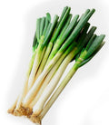 a bunch of 15 bare roots organic green onions/or live 20 plants in a 4” pot.  Green Chinese (ShanDong) Onion,  Allium Fistulosum