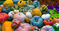Rainbow Blend of Colorful Pumpkin Seeds: 10+ Uncommon Varieties (50+ Seeds)