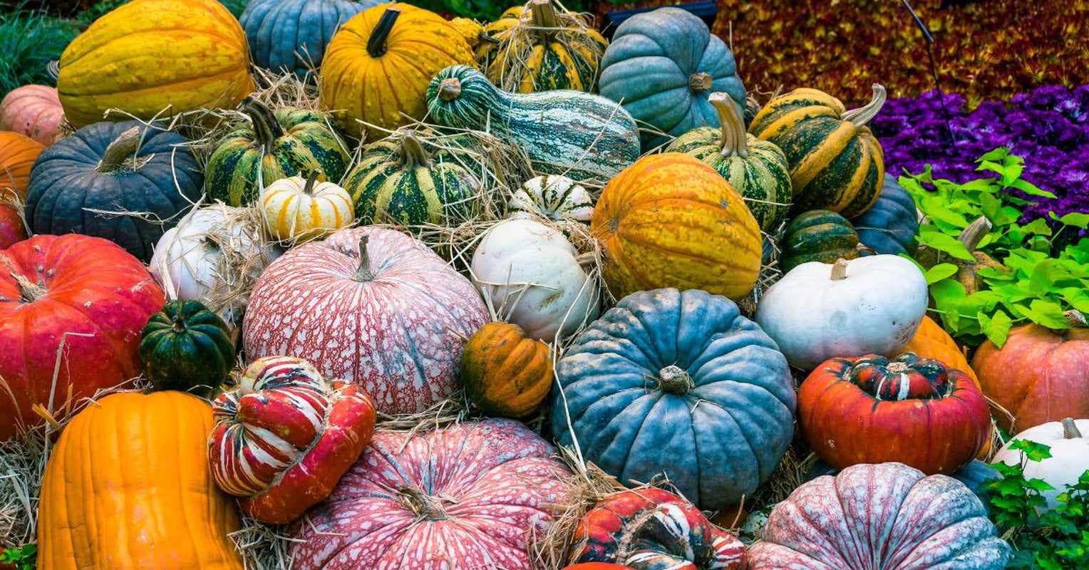 Rainbow Blend of Colorful Pumpkin Seeds: 10+ Uncommon Varieties (50+ Seeds)