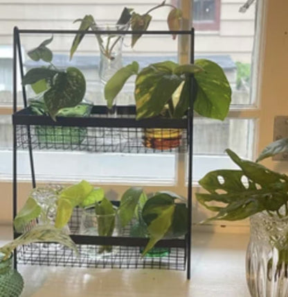 10 Random Plant Cuttings (Read Description and Check Review Photos for Reference)