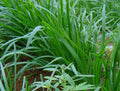 20+ Brown Root Garlic Chive Plants, Herbs, Organic Grow