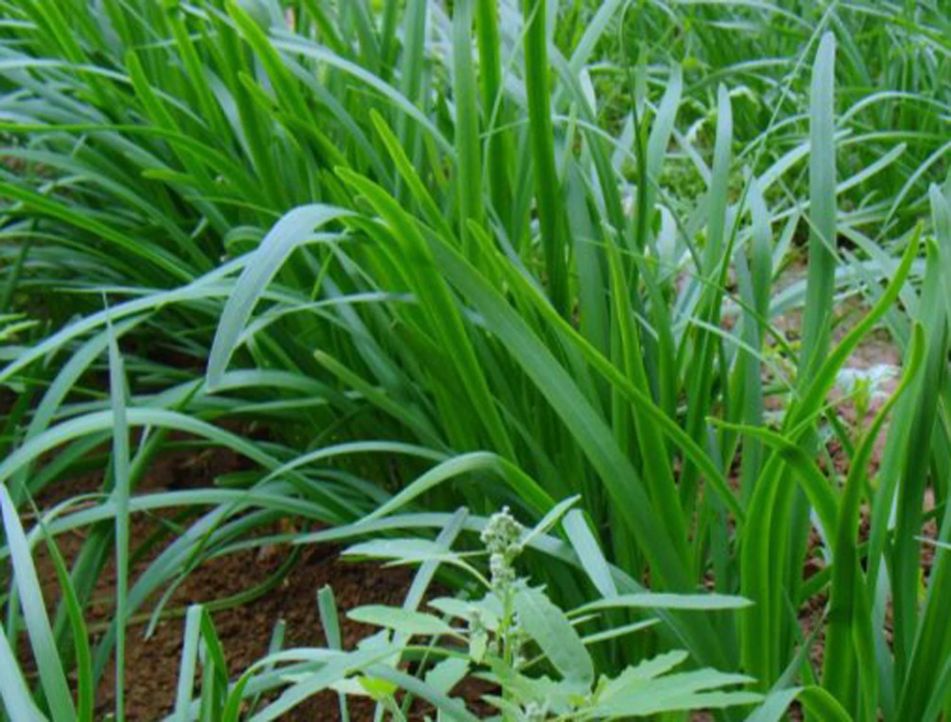 20+ Brown Root Garlic Chive Plants, Herbs, Organic Grow