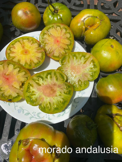 Morado Andalusia Tomato Seeds