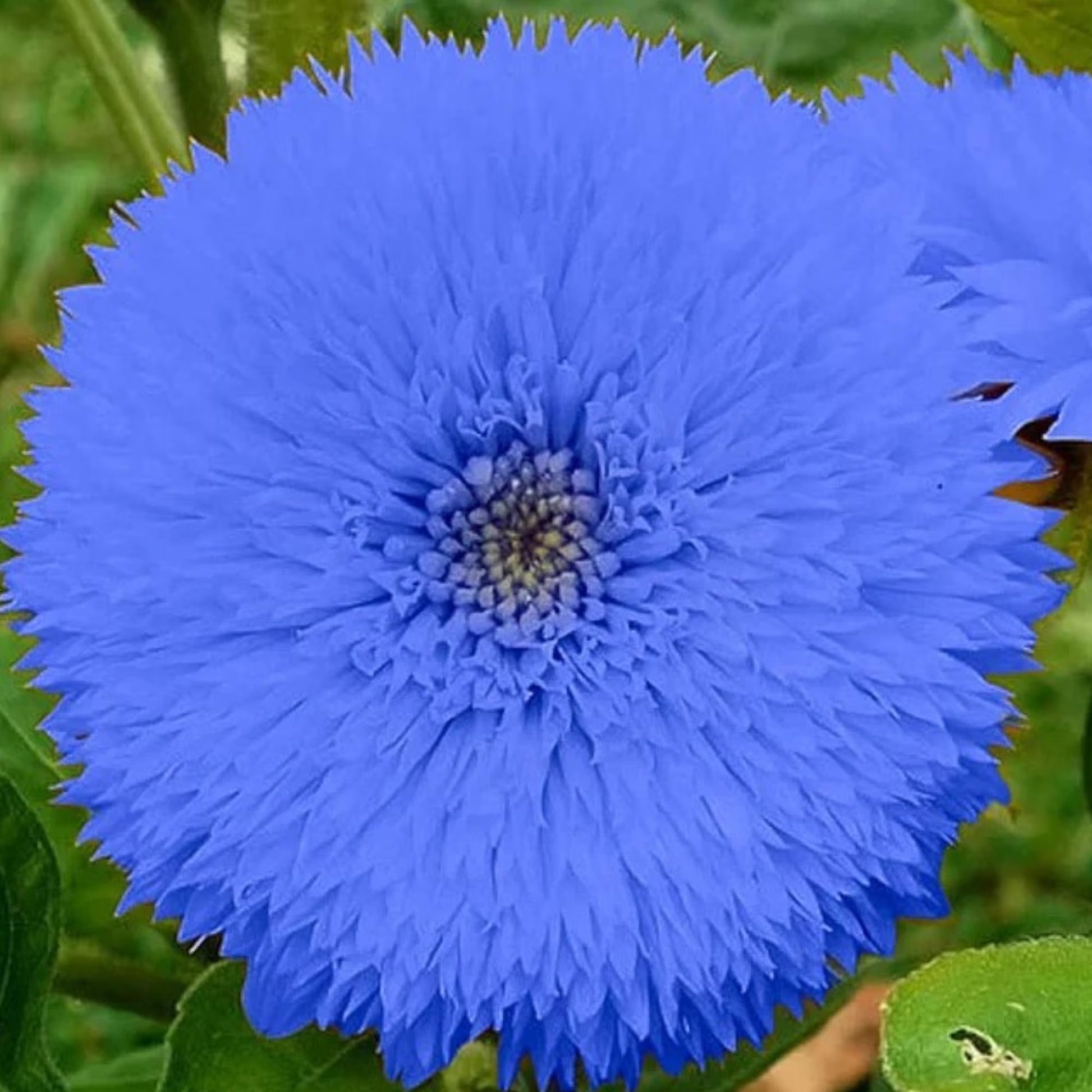 50Pcs Blue Teddy Bear Sunflower Seeds | Stunning Annual Blooms for Your Garden | Non-Gmo Heirloom Garden | Easy Grow | Great Gardening Gifts