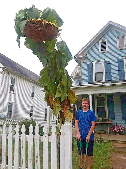 Godzilla Sunflower Seeds - Massive Heads