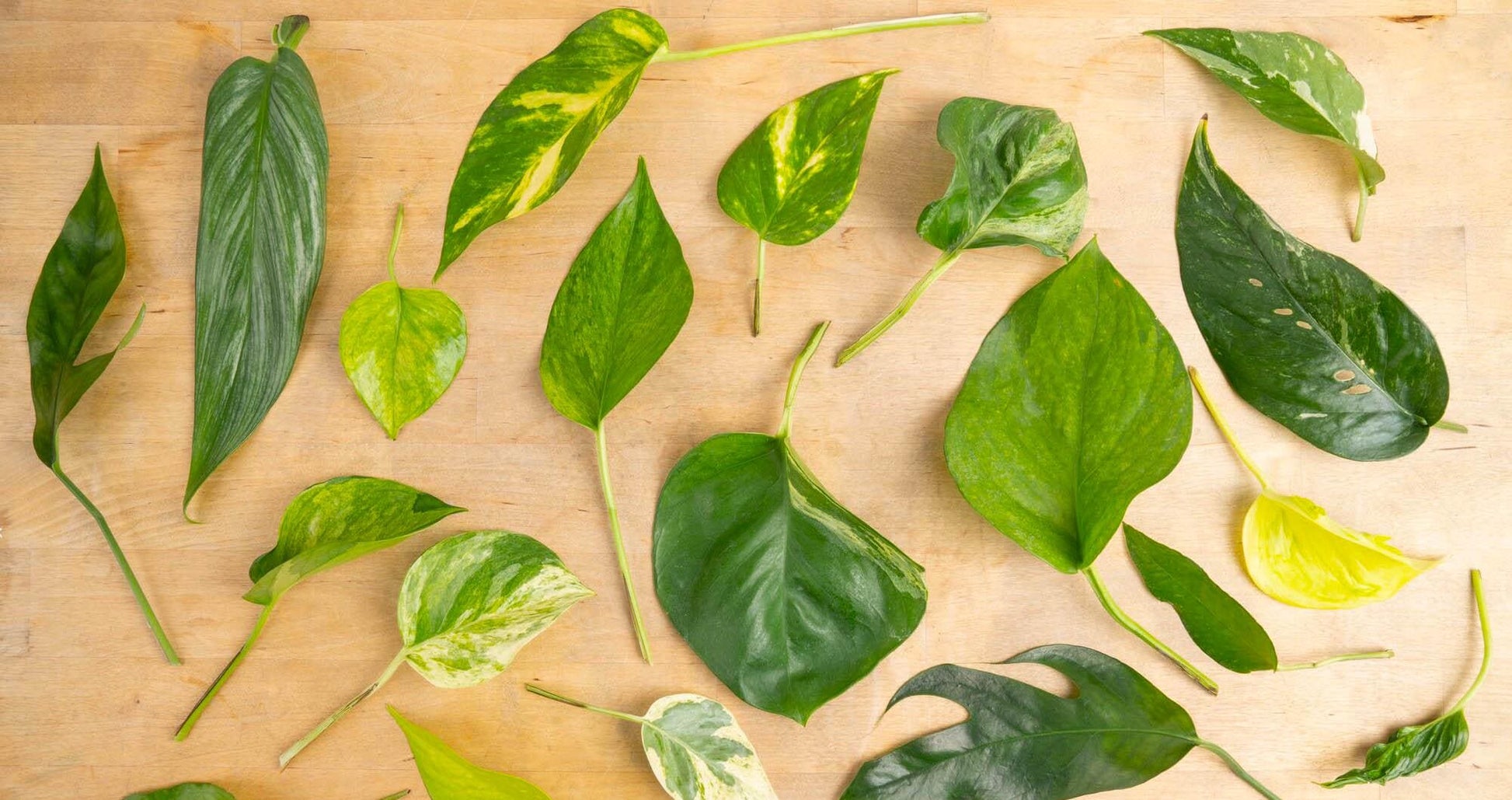 Pothos Cuttings: Popular/Common & Rare/Uncommon Pothos Epipremnum aureum Leaf Node Clipping Cut To Grow/Propagate New Plant ORDER MORE Save