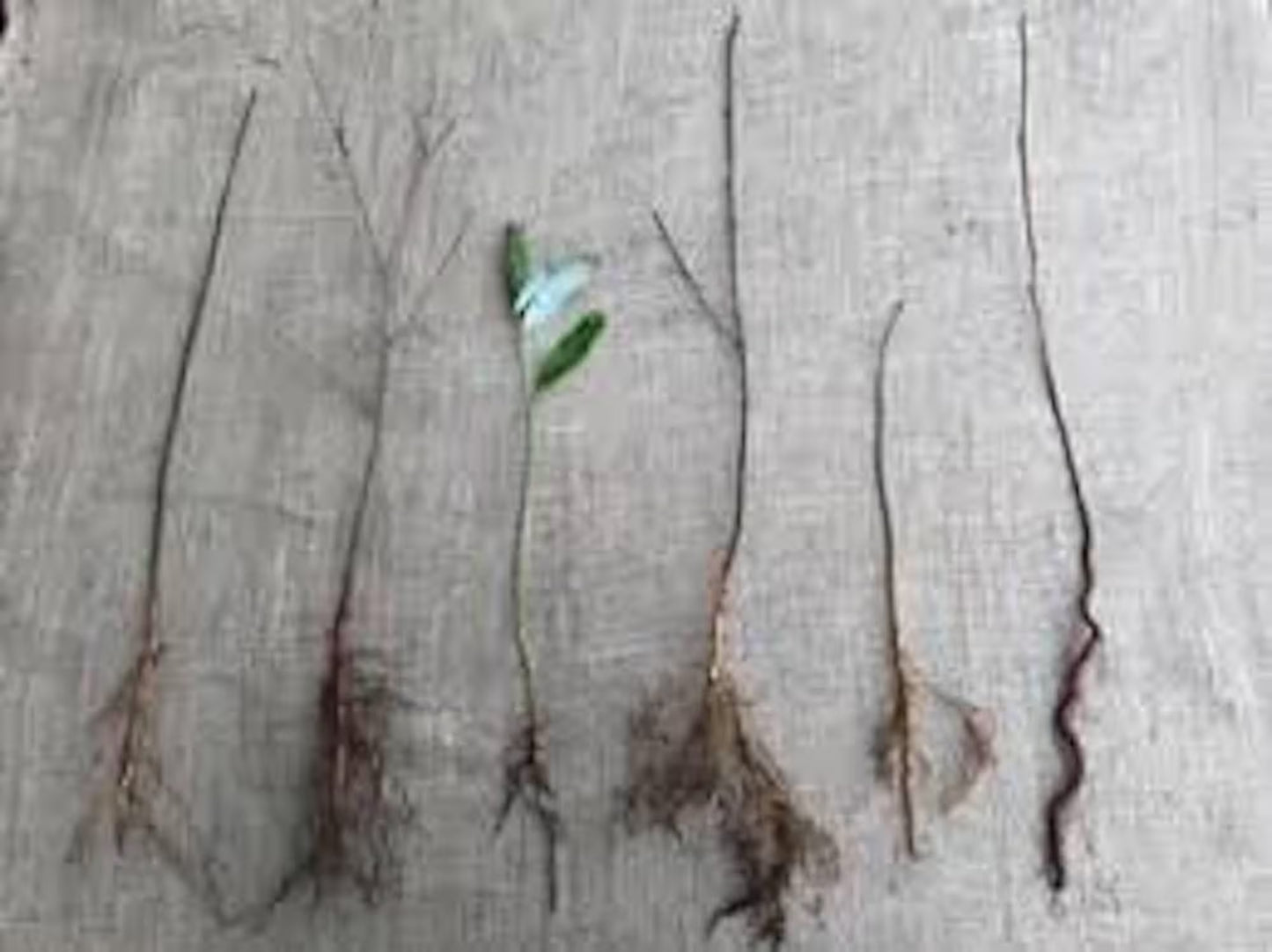 1 Eastern Redbud Tree 12-24in Tall Cercis canadensis Bare Root