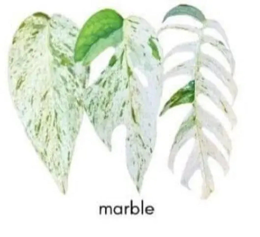 Pothos Cuttings: Popular/Common & Rare/Uncommon Pothos Epipremnum aureum Leaf Node Clipping Cut To Grow/Propagate New Plant ORDER MORE Save