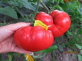 Siberian Giant Pink, Tomato, Russian Heirloom Garden Seeds Open Pollinated Container Gardening Organic Vegetable Seeds Non-GMO Seed Packets
