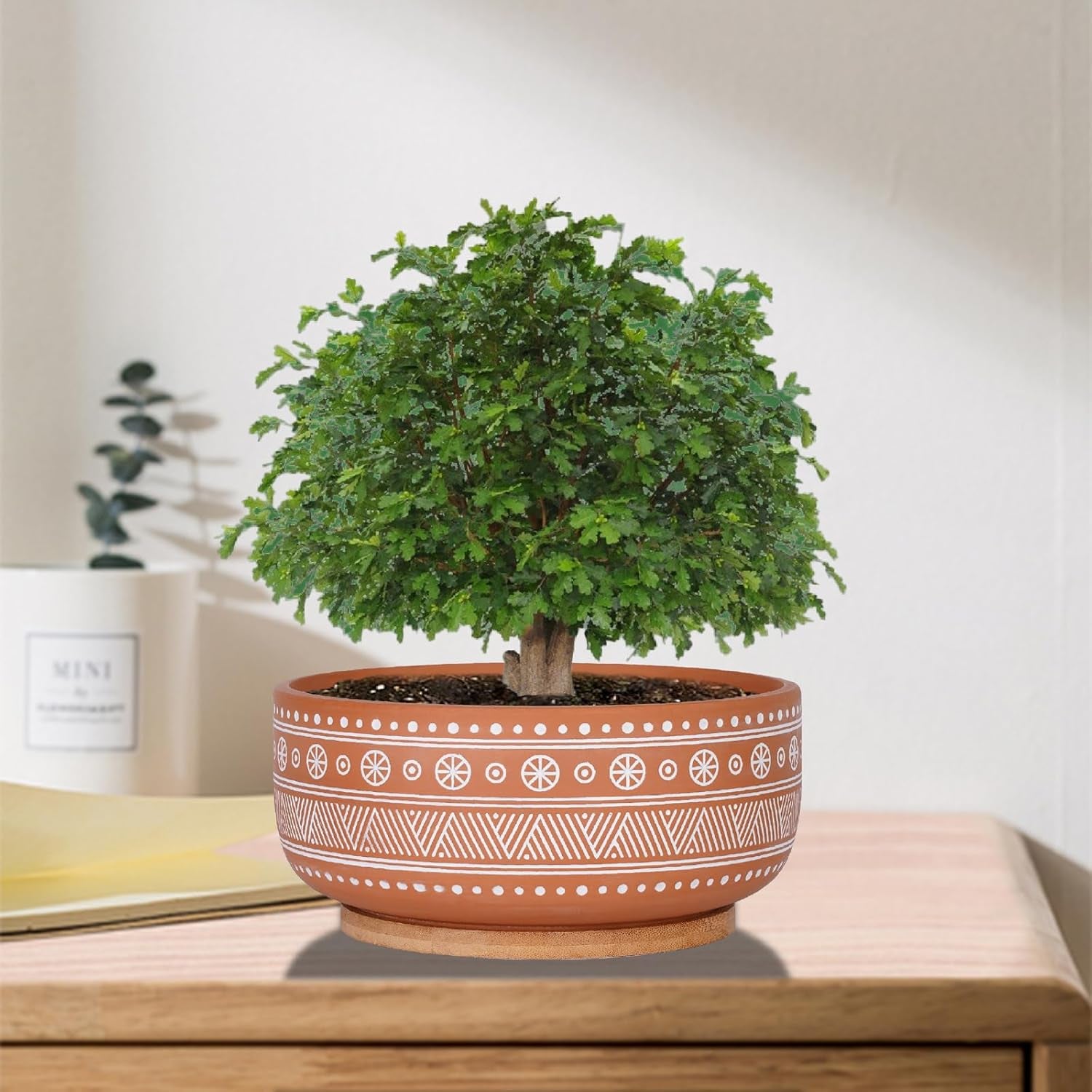 8 Inch Terracotta Succulent Planter Pot with Drainage Hole and Bamboo Tray, Round Shallow Bonsai Pot for Indoor Plants