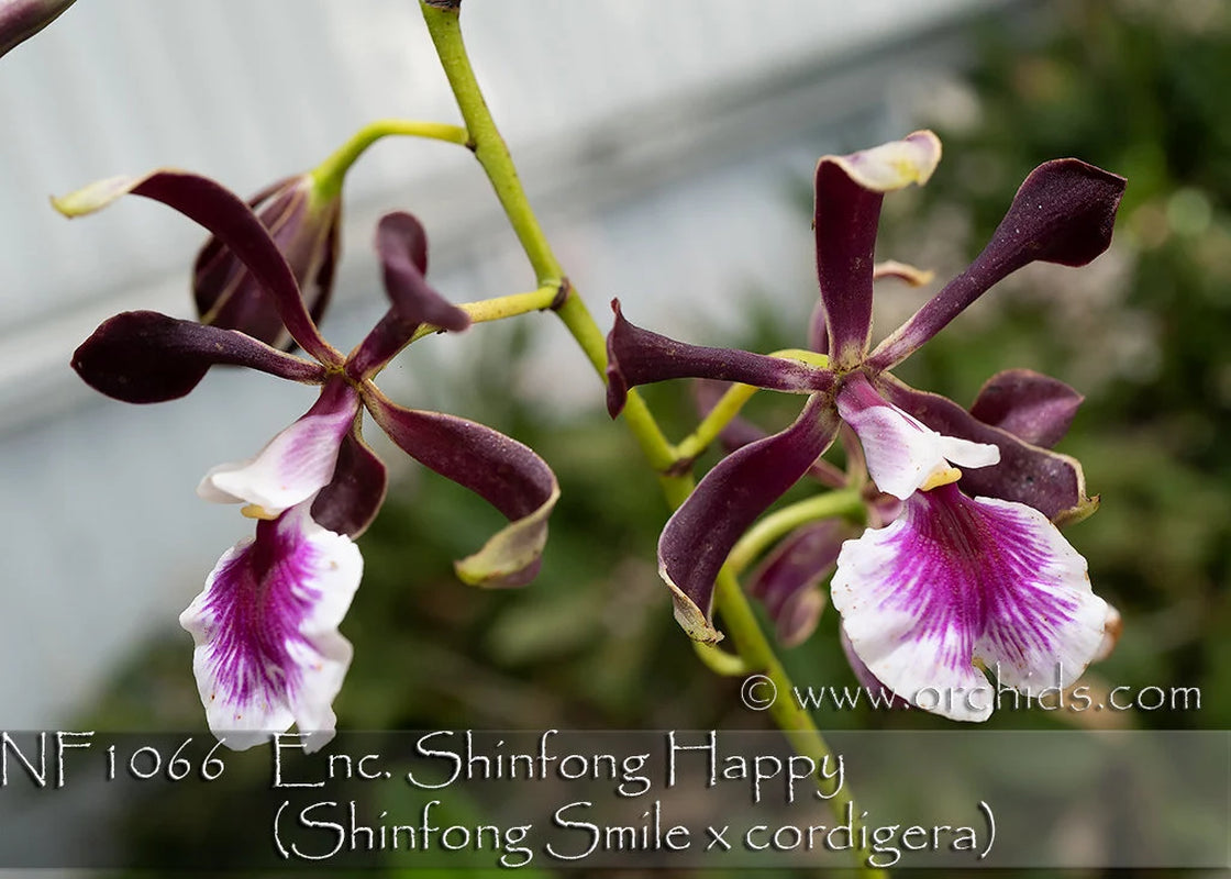 Amazing Fragrance. Enc. Shinfong Happy  (Shinfong Smile x cordigera) Mature Size Plant in 3"  tall moss pot.  Heat Tolerance