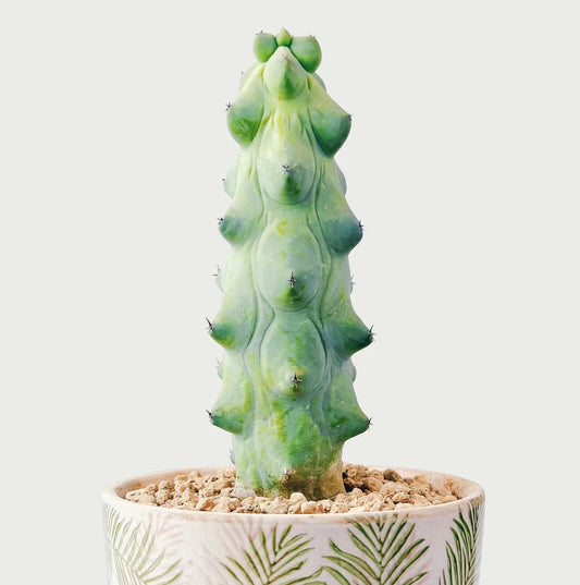 Live Plant-Unique Boobie Cactus|Myrtillocactus geometrizans ‘Fukurokuryuzinboku’|Rare Collector’s Plant |Christmas Tree Cactus|Father’s Day