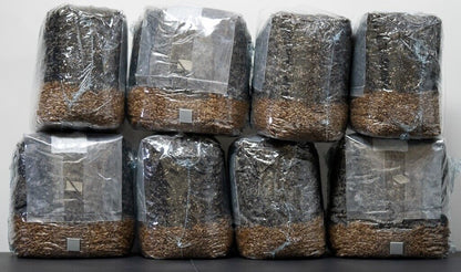 MycoHaus All in One 5 Pound Spawn Bag Rye & Compost Mushroom Substrate Grow Kit