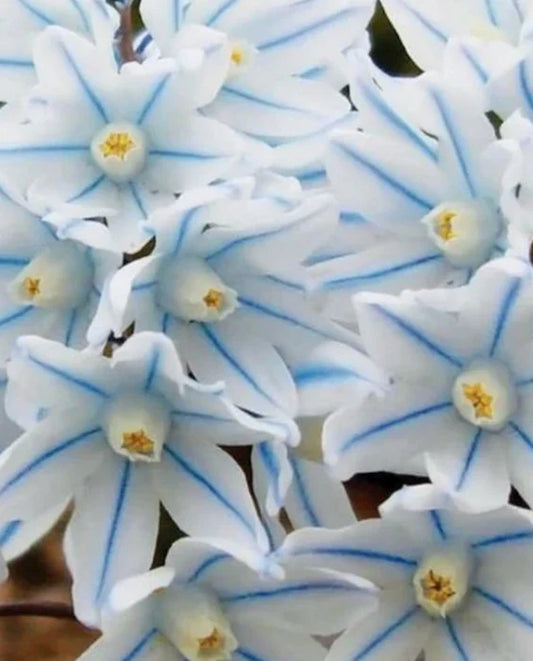 5 Hardy Blue Puschkinia Perennial Bulbs. Easy to Grow. Ready to Plant. Pre-Chilled. Plant outside or Force Inside