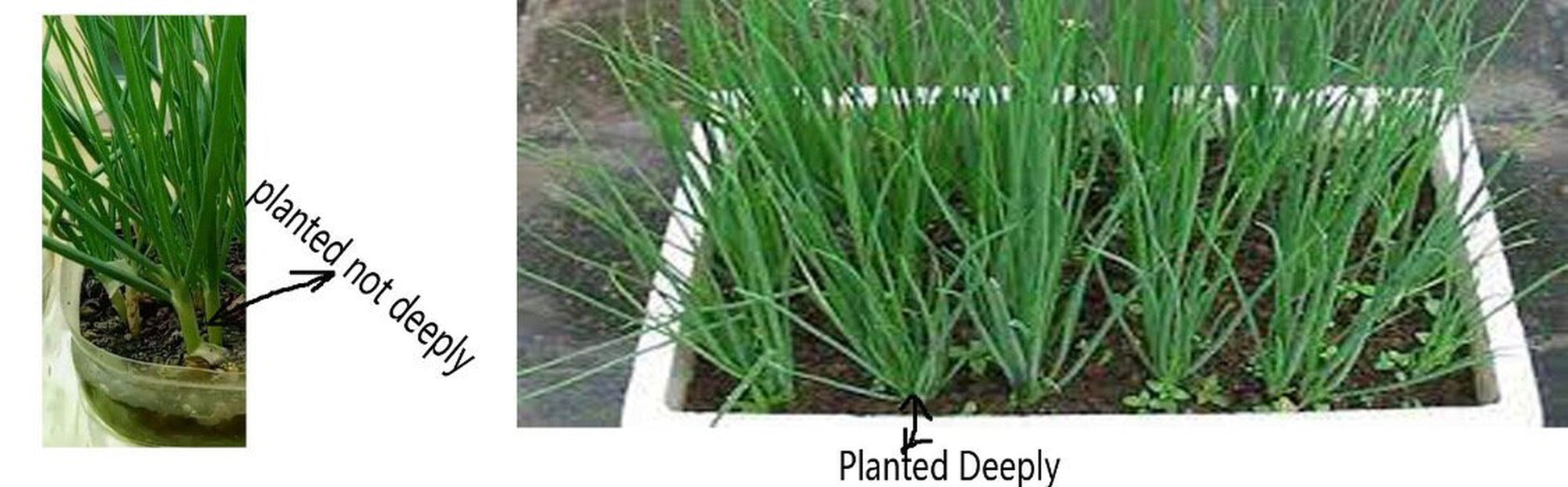 a bunch of 15 bare roots organic green onions/or live 20 plants in a 4” pot.  Green Chinese (ShanDong) Onion,  Allium Fistulosum