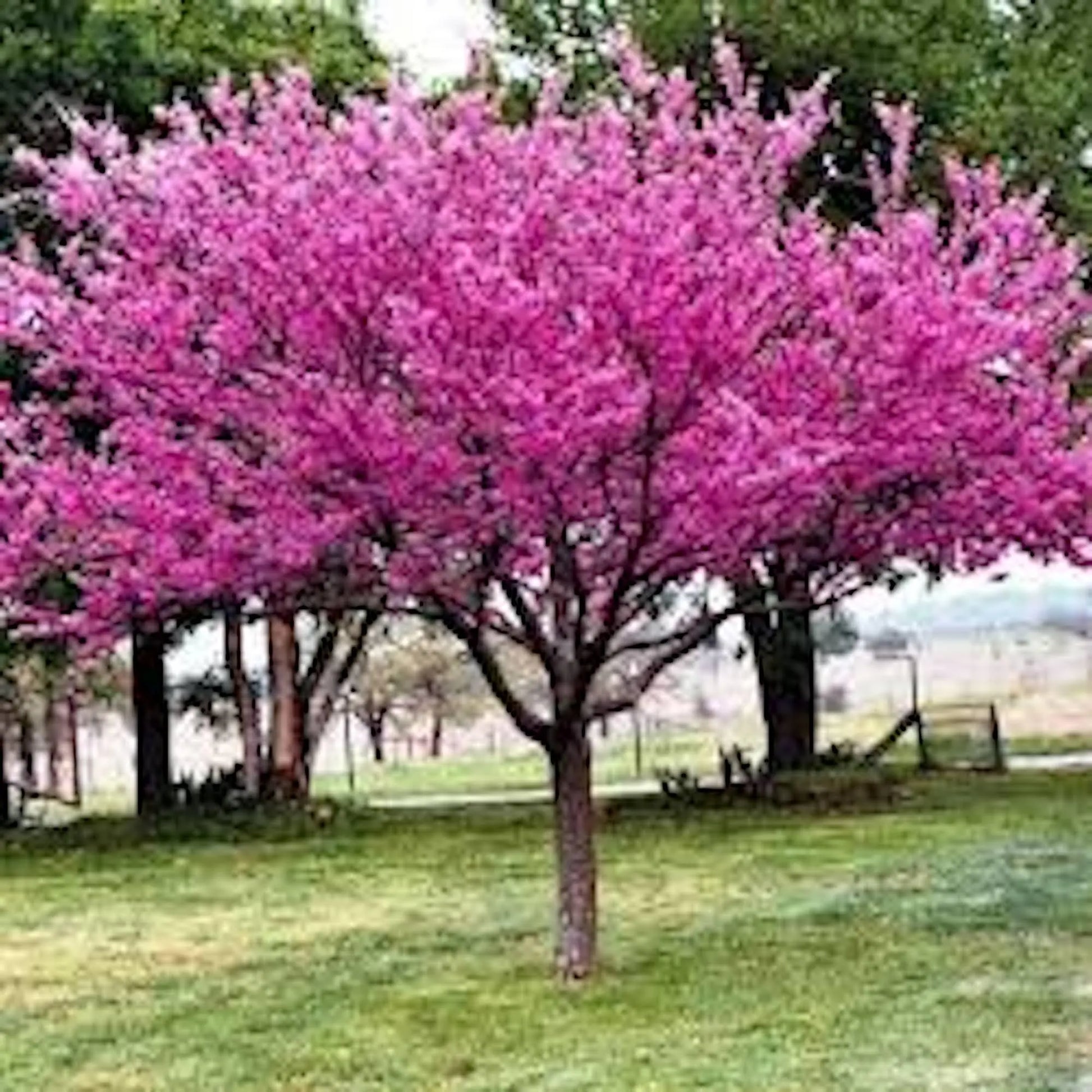 1 Eastern Redbud Tree 12-24in Tall Cercis canadensis Bare Root