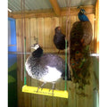 Chicken Swing Poultry Run Rooster Hens Chicks Pet Parrots Entertainment cooped up/unable to free range due to weather/predators/ordinances