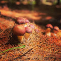 10 lb Winecap Mushroom Spawn: Organic Garden Grow Kit