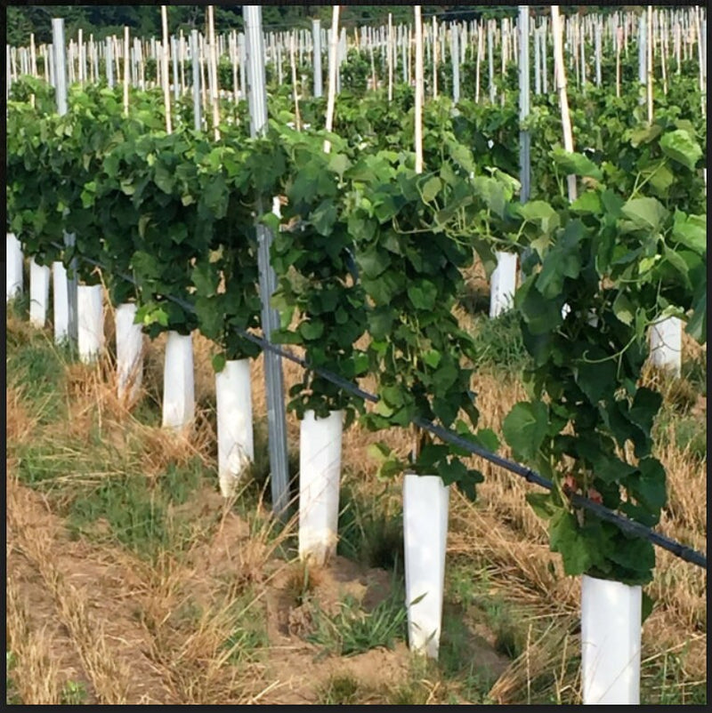 EDELWEISS Grape Vine - 1 Bare Root Live Plant - Buy 4 Get 1 Free! - PREORDER April shipping!