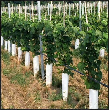 EDELWEISS Grape Vine - 1 Bare Root Live Plant - Buy 4 Get 1 Free! - PREORDER April shipping!