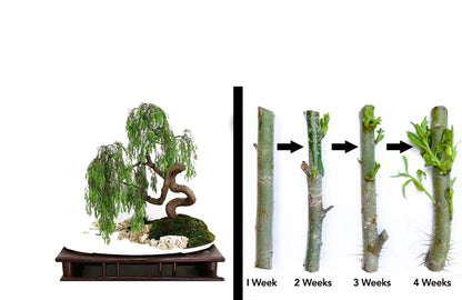 2 (two) Green Dragon Dwarf  Australian Bonsai Willow Tree Cutting Kit -Indoor/Outdoor Thick Trunk Live Bonsai Tree Root