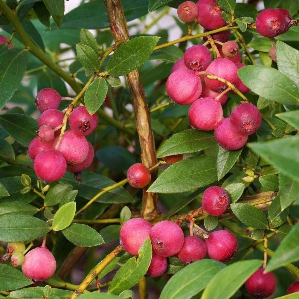 Pink Lemonade Blueberry Bush - Dwarf Blueberry Plant - Dwarf Fruit Tree - Live Starter Blue Berry Plant - Fruit Tree Live Plant