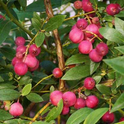 Pink Lemonade Blueberry Bush - Dwarf Blueberry Plant - Dwarf Fruit Tree - Live Starter Blue Berry Plant - Fruit Tree Live Plant