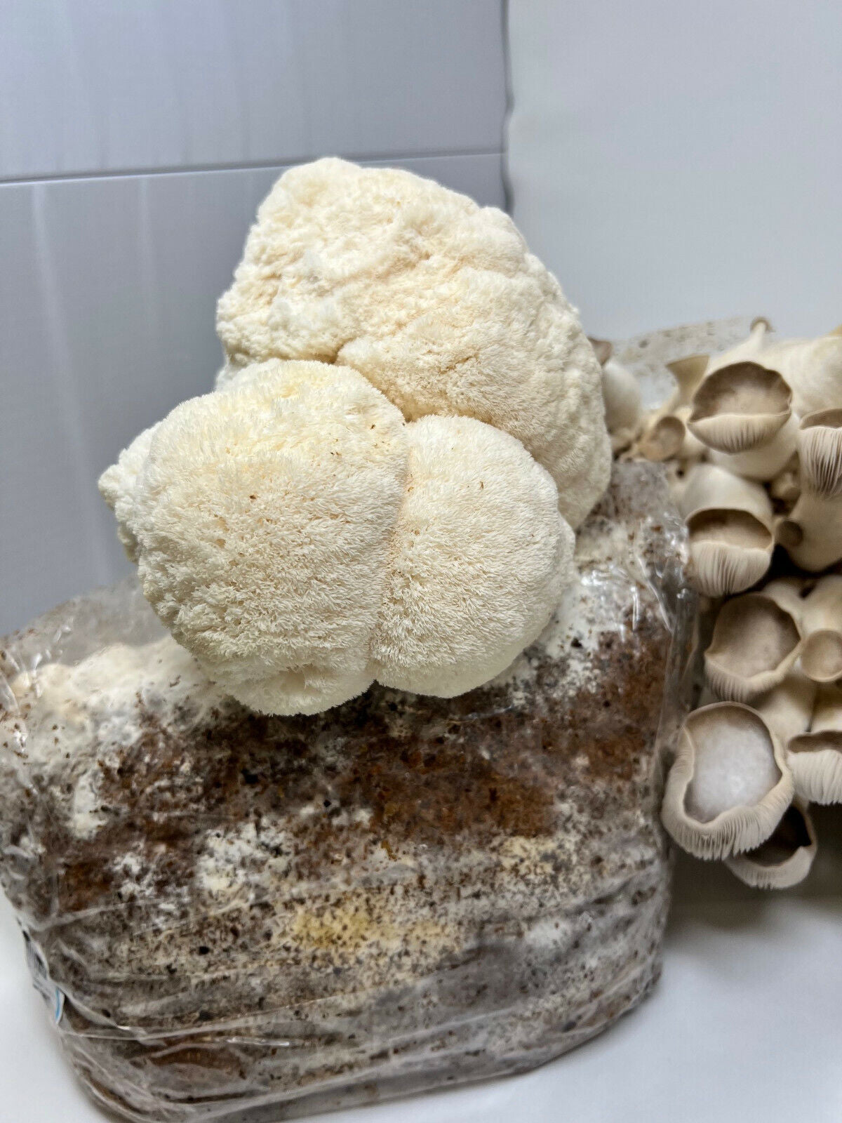 Lion's Mane Mushroom Grow Kit Ready to Grow! 5.5lb Pound Block