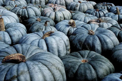 Jarrahdale, Pumpkin, Winter squash, Organic Heirloom Vegetable & Herb Seeds Non-GMO Rare Seed Varieties Bulk Pollinator-Friendly Garden Seed