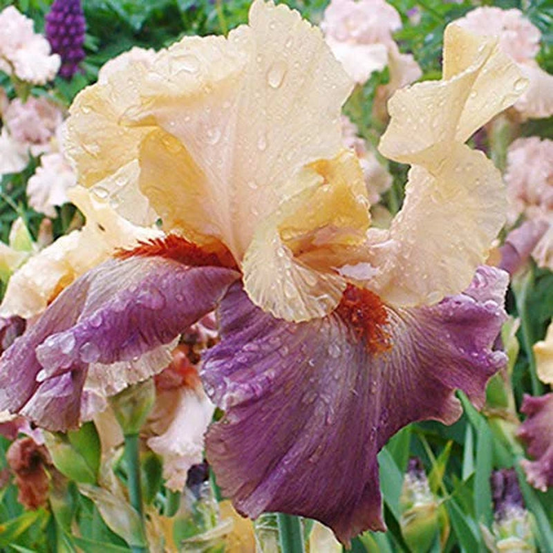 Full of Magic Bearded Iris Flower Bulbs - Easy To Grow Bare Root Perennial - 100% Grow Guarantee!
