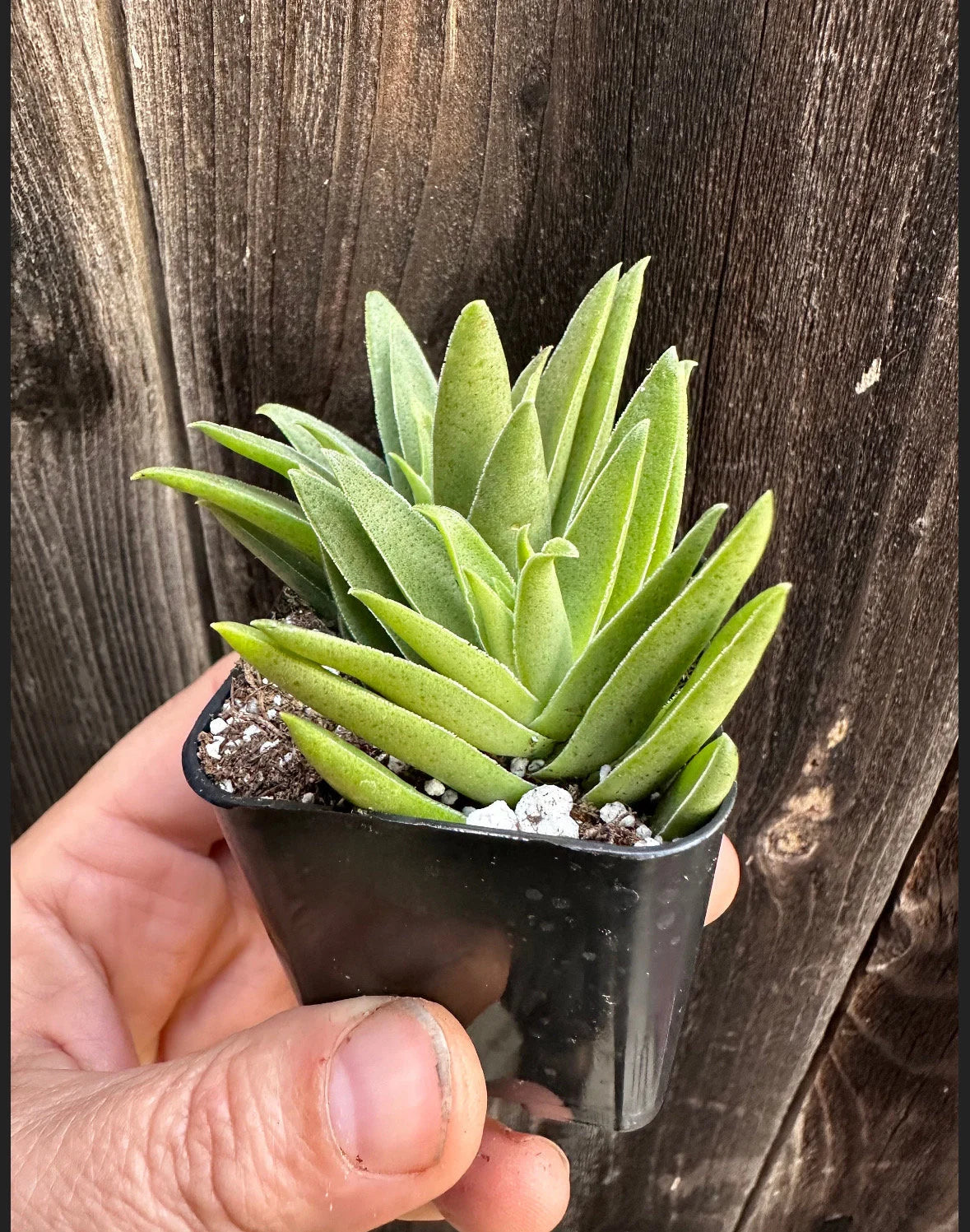 2” Crassula Capitella Subsp. thrysiflora (Red Pagoda) Succulent Plant - SEE 2nd and 3rd pic