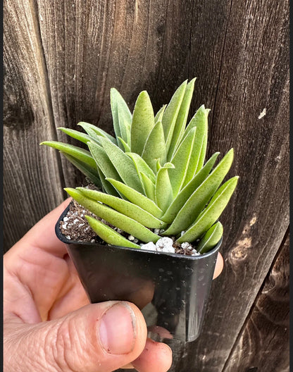 2” Crassula Capitella Subsp. thrysiflora (Red Pagoda) Succulent Plant - SEE 2nd and 3rd pic