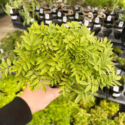 Pre-Bonsai, Hime Fuji Dwarf Wisteria, Live Plant - 4" Growers Pot