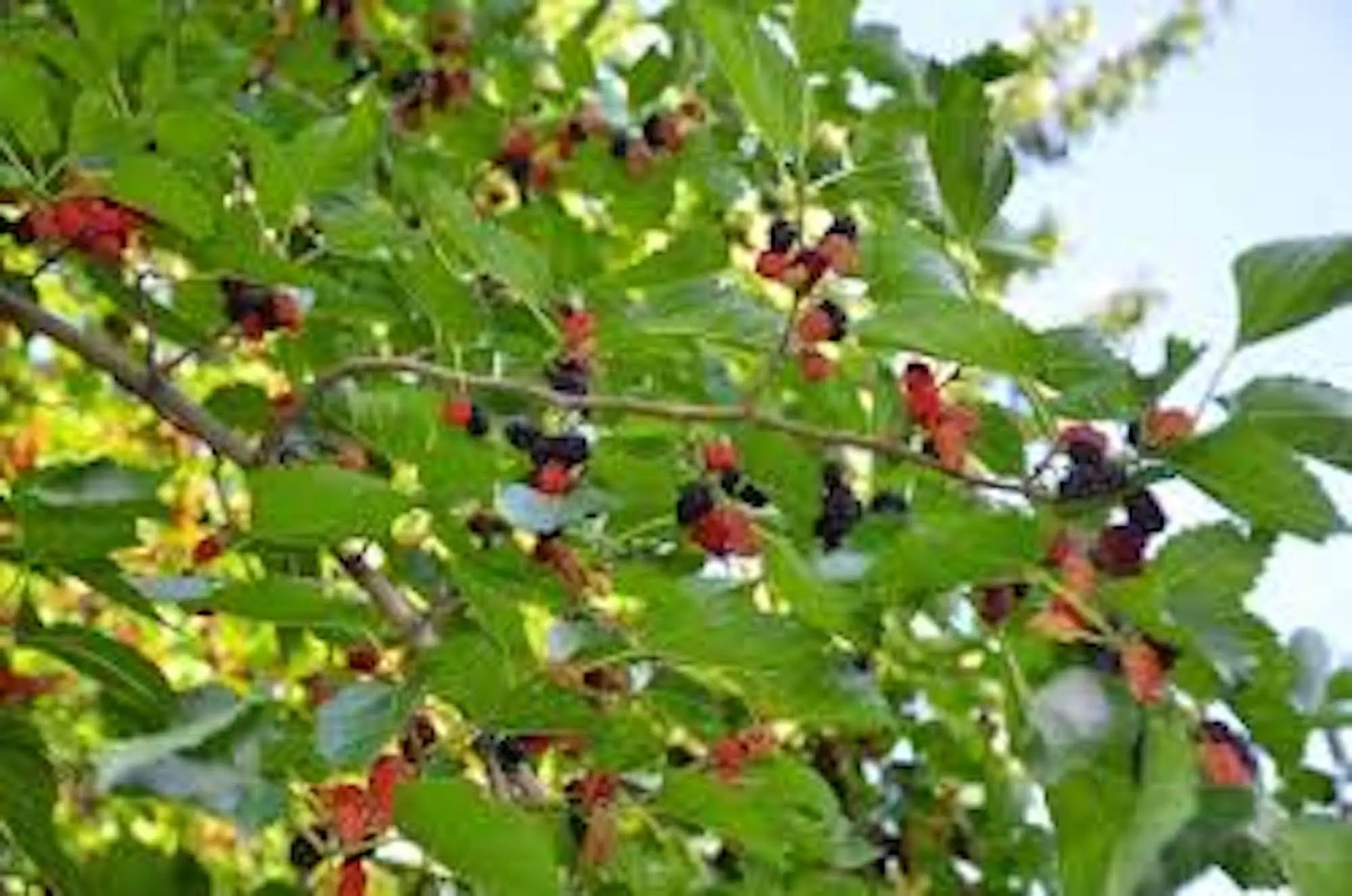 1 Red Mulberry Tree 12-24in Tall Morus rubra Bare Root Fruit Tree