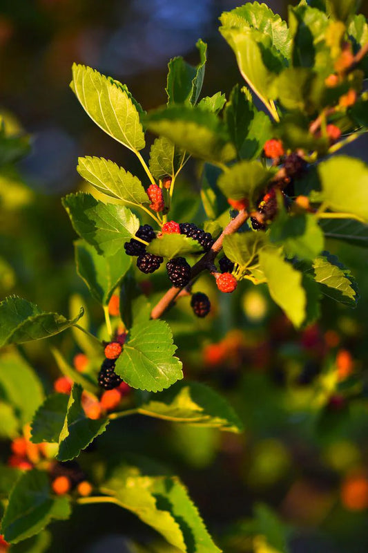 Mulberry Plant Dwarf Tree 3.5 in Pot 6-10' Height