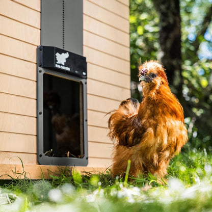 Door Automatic Chicken Coop Door Opener with Timer, Programmable Light Sensor, Battery Powered, Evening and Morning Delay, Aluminum , Model T50, (Gray)