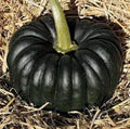 Black And White Pumpkin, Open Pollinated Seed Mix: Mountain River Seed Exclusive - Unique Pumpkins for Halloween Decor and Fall Displays!