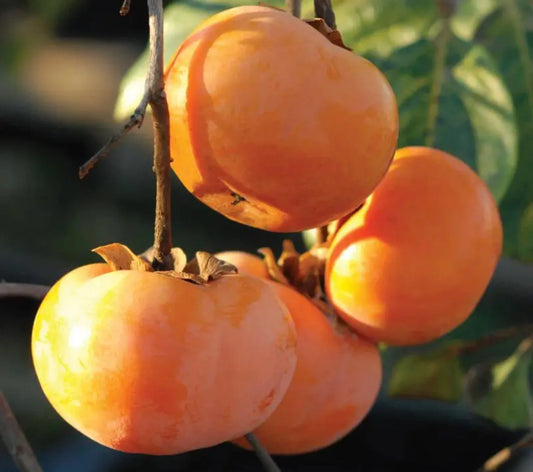 5 Japanese Persimmon Tree Seeds Asian Diospyros Kaki Fruit Tree Seeds - NON GMO