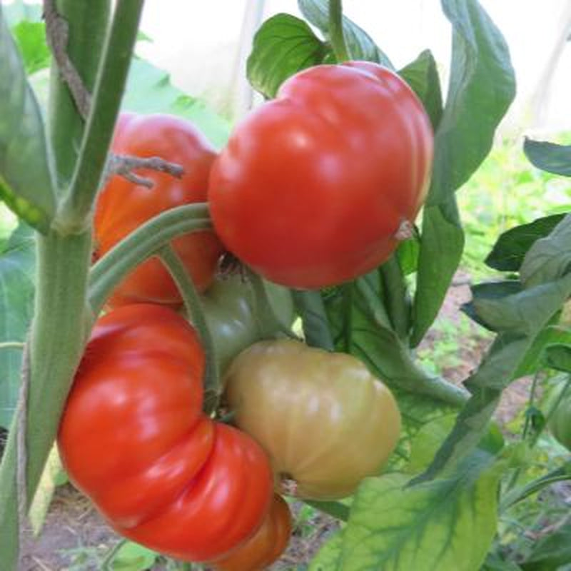 20+ Climbing Triple L Crop, Tomato, Italian Heirloom Garden Seeds Open Pollinated Container Garden Organic Vegetable Seed Non-GMO Seed Packs