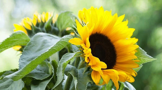 Pro Cut Lemon Sunflower Seeds, Helianthus Annuum HA1120