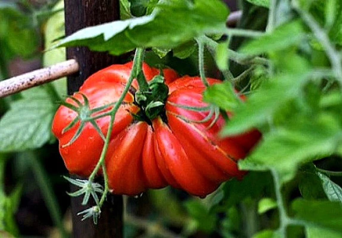 Zapotec ruffled tomato, rare Mexican heirloom, 10 seeds, loves dry heat, sweet flavor, scalloped slices, drought tolerant