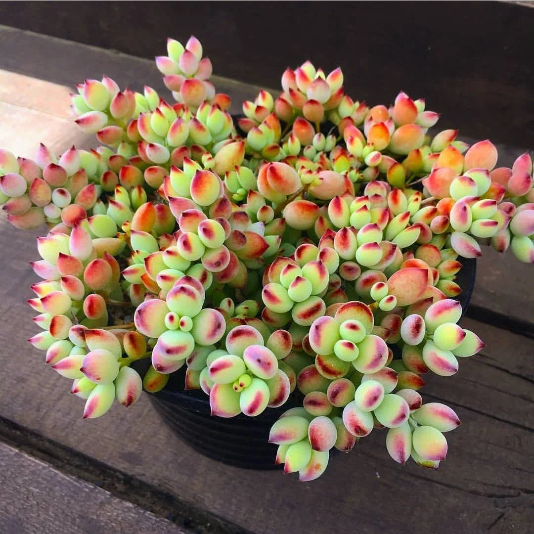 Rare Cotyledon pendens | unique Succulents | Mini succulent rooted and potted | Completely established plant